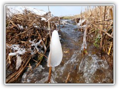 15.3.: Eis am Stiel gefllig? Weitere Fotos im Winter-Ordner vom 14.3. 