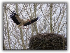12.4.: Landung auf dem Nest.