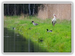 29.4.: Der Storch in friedlicher Gemeinschaft mit Wildgnsen und Enten auf der Wiese am Entwsserungsgraben.