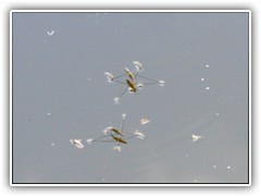 6.5.: Viele Wasserlufer tummelten sich hier.