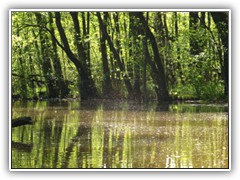 15.5.: Dutzende kleiner Flugobjekte schwirrten in Wolken ber dem Wasser.