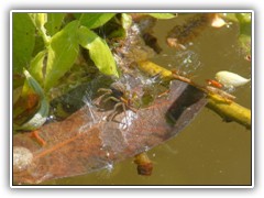 15.5.: Was f�r eine Spinne k�nnte das sein?