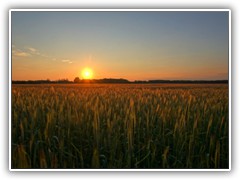 27.5.: Golden leuchtete das Getreide im Licht der untergehenden Sonne.