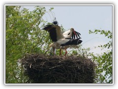 31.5.: Ablsung am Storchennest. Noch sind die 3 Eier geschlossen.