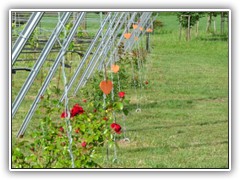 16.6.: Zwischen den Reben konnten Rosen fr seine 'Herzdame' gesponsert werden. Weitere Fotos im Radtour-Ordner vom 16.6. 