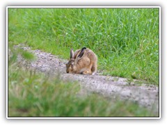 3.7.: Auf dem Rckweg sa ein Hase auf dem Weg. Er machte sich extra klein, um nicht entdeckt zu werden.