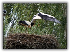 11.8.: Erstes Schweben der Jungstrche ber dem Nest.