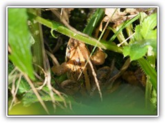Ein Frosch versteckte sich im Gras.