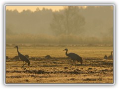 18.2.: Zwei Kraniche im Gegenlicht der Morgensonne.