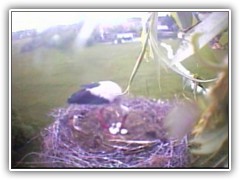 9.5.: Nach dem Gewitter: das erste Storchenbaby qult sich aus dem Ei.
