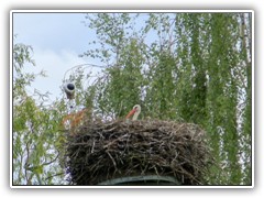 12.5.: Neugierig schaute der Storch ber den Rand, als unsere Tochter das Nest fotografierte.