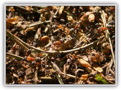 Rote Ameisen sind in der Sutschke keine Seltenheit.