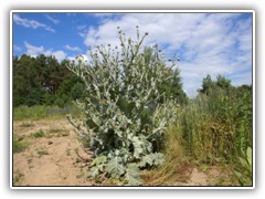 2.7.: Die Riesendistel am Todnitzsee ist inzwischen ca. 2 m gro. Weitere Fotos im Storchen-Ordner vom 2.7.  