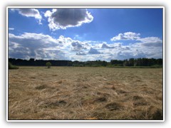 Auch die Wiese am Storchennest ist gemht.