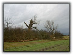 11.1.: Am Grbendorfer Weg knickte ein Baum ab.