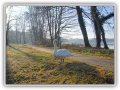 18.1.: Am Uferweg stand ein 'weier Wchter'.