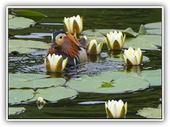 4.6.: Auf dem See im Sutschke-Tal lie sich eine Mandarinente die Bltenbltter der Seerosen schmecken. Weitere Fotos im Sommertag-Ordner vom 4.6.