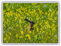 4.6.: Er beobachtete genau seine Umgebung. Weitere Fotos im Sommertag-Ordner vom 4.6.