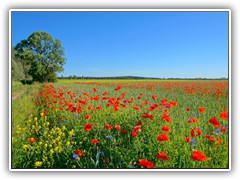 4.6.: Eiin bunter Mix aus Mohnblumen, Kornblumen und Senfpflanzen. Weitere Fotos im Sommertag-Ordner vom 4.6.