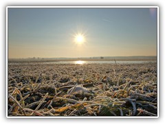 4.3.: Die Pflanzen auf den Feldern waren mit Reif bedeckt und die Wasserflchen auf den berschwemmten Flchen trugen eine Eisschicht.