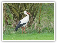 Der Storch wollte das Nest mit einem Ast erweitern.