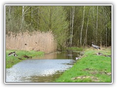 17.4.: Kraniche, Wildgnse und Enten an einem Entwsserungsgraben an der Thlmannstrae. Weitere Fotos im Natur-Ordner vom 17.4.