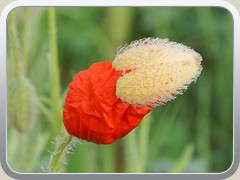 27.5.: Eine Mohnblume entfaltet sich.