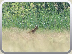 Ein Reh lief durch das hohe Gras an der Thlmannstrae.