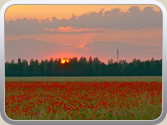 3.6.: Die untergehende Sonne ber dem Mohnblumenfeld. Weitere Fotos im Mohnblumen-Ordner vom 3.6.