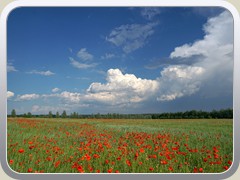 5.6.: Nach dem Schauer strahle das Mohnfeld in neuem Glanz.