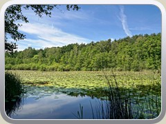 7.6.: Der kleine See im Sutschke-Tal ist fast vollstndig mit Seerosen bedeckt. Weitere Fotos im Natur-Ordner vom 8.6.