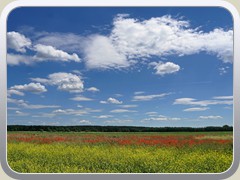 10.6.: Farbenpracht auf dem P�tzer Plan.