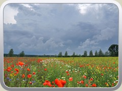 15.6.: Einen schnen Kontrast zu den Wolken bildeten die Wiesenblumen.