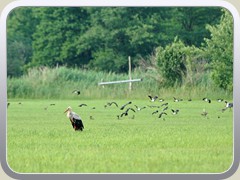 17.6.: Wie ein begossener Pudel stand dieser Storch auf der Wiese. Im Hintergrund ein Schwarm Kiebitze.