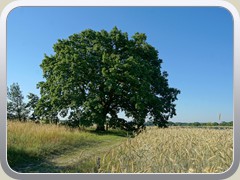 24.6.: Ca. 130 Jahre alte Eiche auf dem M�hlenberg.