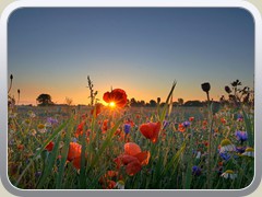 4.7.: Um 5 Uhr strahlten die Wiesenblumen in der aufgehenden Sonne.