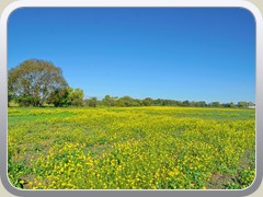 3.10.: Blhende Senfpflanzen auf dem Ptzer Plan. Weitere Fotos im Weinlese-Ordner vom 3.10.</a