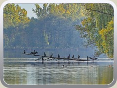 19.10.: Ein Stammplatz der Kormorane. Weitere Fotos im Sonnen-Ordner vom 19.10.</a