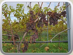 23.10.: An einer Stelle wurden aus Weintrauben rosinenartige Frchte. Weitere Fotos im Herbst-Ordner vom 23.10.</a