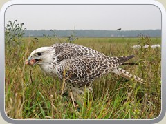 24.10.: Die Mahlzeit hat er sich redlich verdient. Weitere Fotos im Falken-Ordner vom 24.10.</a