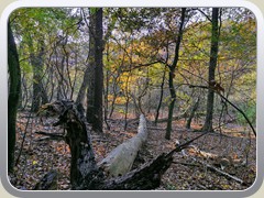 6.11.: Wildnis im Naturschutzgebiet der Sutschke.