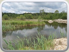 31.5.: Ein bereits verlandeter kleiner See wurde vor kurzem wieder ausgehoben. Weitere Fotos im Kiesgruben-Ordner vom 31.5.</a