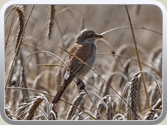 6.8.: Im Kornfeld entdeckt.