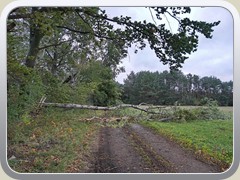 Der Schleichweg ber den Ptzer Plan brachte durch einen umgestrzten Baum auch nicht die erhoffte Weiterfahrt.