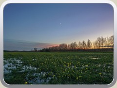 23.11.: Zahlreiche Senfpflanzen blhten noch.