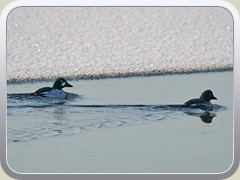 Ein Schellenten-Paar schwamm in Ufernhe und tauchte stndig nach Nahrung.