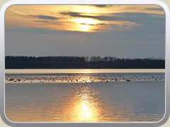 27.3.: Die Enten im Licht der untergehenden Sonne.