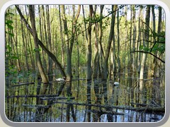 6.5.: Seit Jahren steht dieser Wald im Wasser.