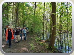 6.5.: Der Wanderweg fhrt an sumpfigem Gelnde vorbei.