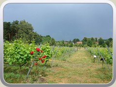 Nach dem ersten Gewitter traf ich am Weinberg ein.